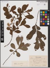 Foto von Salix aurita L.